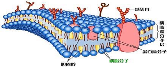 磷脂头部图片