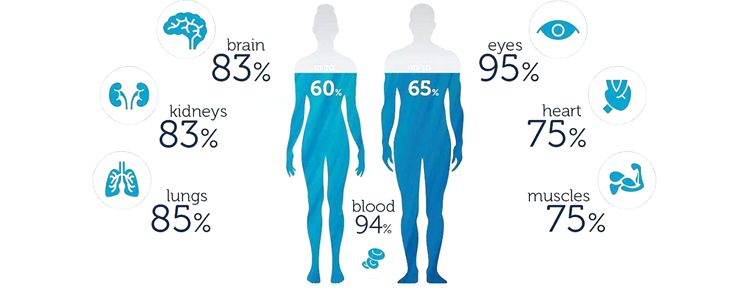 人到了成年时期体内含水量在多少左右