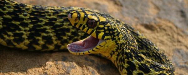 黄斑蛇图片图片