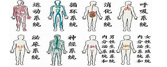 人體的九大系統分別是什麼