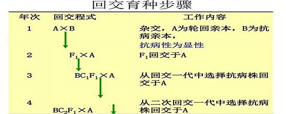 回交的概念是什么