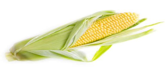 一个玉米有多少克