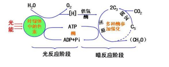 光反应和暗反应的场所 扒拉扒拉