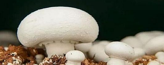 白色蘑菇叫什么圆头