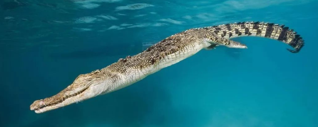 咸水鳄生活在海里吗