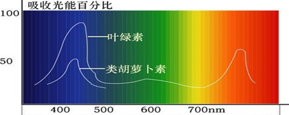 叶绿素和类胡萝卜素吸收什么光