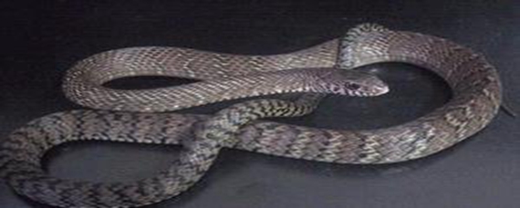 野生水律蛇图片图片