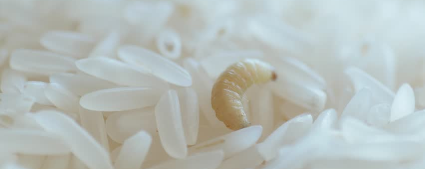 薏米里的白色虫子图片图片
