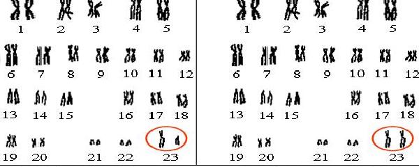 染色体组数图片