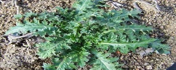 老牛错 野菜图片