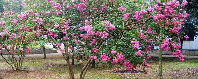 紫薇樹怎樣修剪容易開花